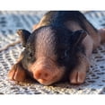 thumbnail image 2 of Hi-Line Gifts 5" Baby Piglet Refrigerator Magnet, 2 of 6