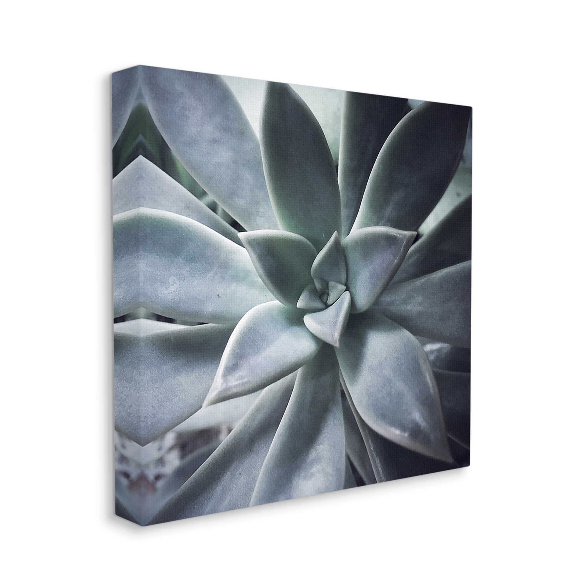 Stupell Industries Modern Succulent Close Up Plant Life Botanical Photograph Gallery Wrapped Canvas Print Wall Art, Design by unknown