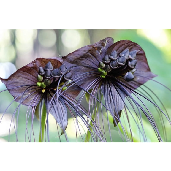 5 Black BAT FLOWER ( Cats Whiskers / Devil Flower ) Tacca Chantrieri Flower Seeds
