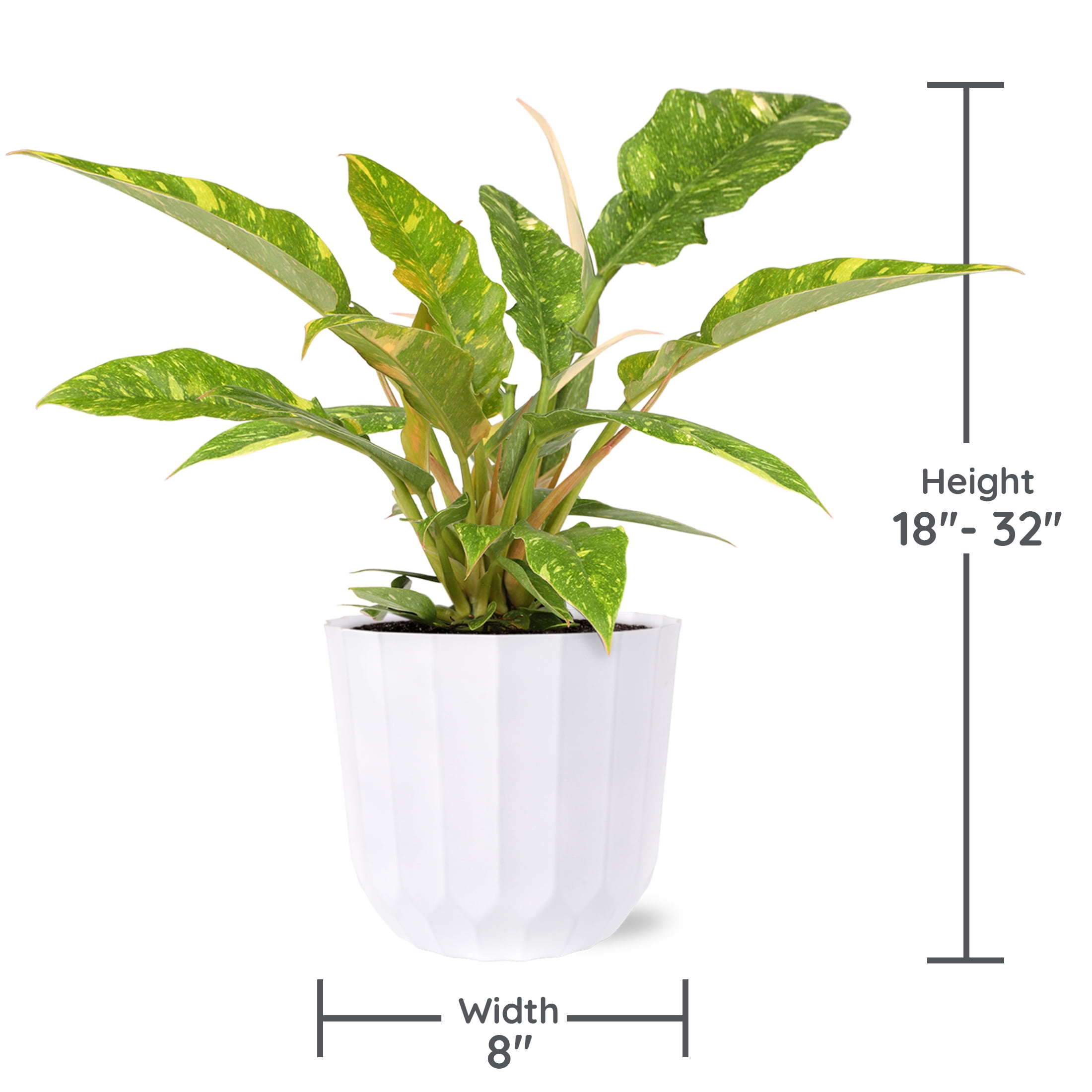 Wild Interiors Philodendron Ring of Fire – Vibrant Foliage in White Planter – 8in