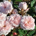 thumbnail image 3 of Heirloom Roses Live Plant - Memories™ Shrub Rose Bush - Pink Roses For Garden, 3 of 4