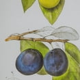 thumbnail image 4 of A&B Home Smithsonian - Assorted Fruit Framed Wall Art - Set of 2 - Black Frame - Green/Yellow, 4 of 5