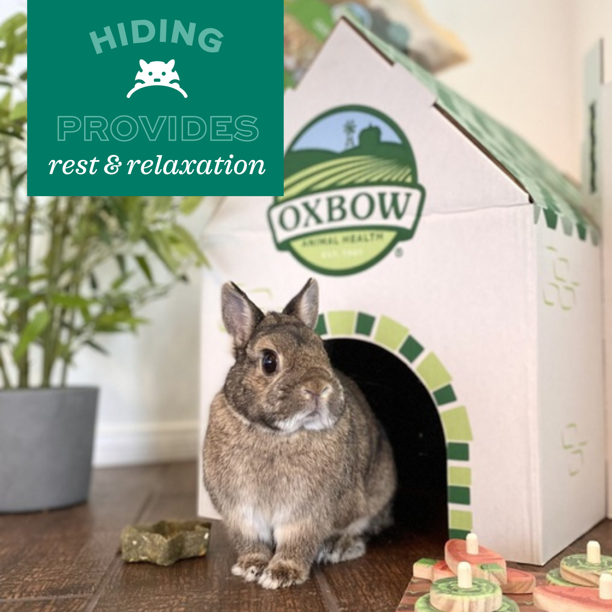 Oxbow Essentials Adult Rabbit Food, 5 lbs photo 3