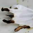 thumbnail image 6 of TELOLY 2026 New 2 Pairs Cotton Gloves, Moisturizing Spa Gloves, Washable White Gloves for Dry Hands for Night Care, Home, Spa, Skincare, 23Cm/9 Inch Eczema Gloves, 6 of 7