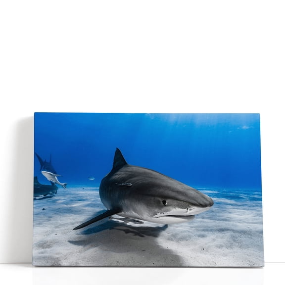 Tiger Shark or Galeocerdo Cuvier Ready to Attack - Wrapped Canvas Print Wall Art | 18" W x 12" H