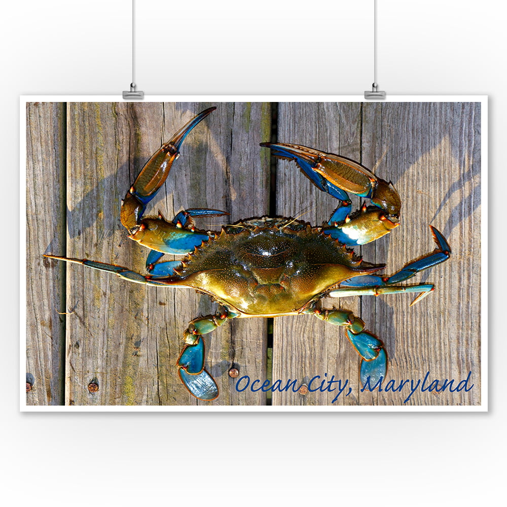 Ocean City, Maryland Blue Crab on Dock Lantern Press