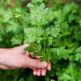 thumbnail image 3 of Gardenera Labs Parsley Plant Potting Soil - Enhance Flavor and Health with Professional Grade Nutrient-Rich Mix - 2 Quart, 3 of 6