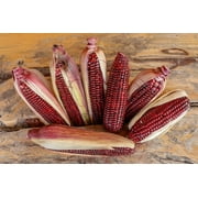 35 Seeds BLOODY BUTCHER Red CORN Edible & Ornamental Heirloom Zea Mays Vegetable Seeds