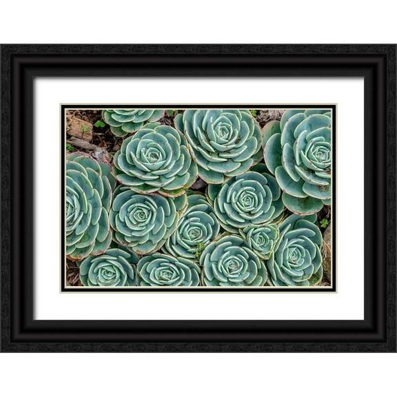 Engelbrecht, Jim 24x17 Black Ornate Wood Framed with Double Matting Museum Art Print Titled - Stonecrop plant-Echeveria