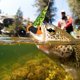 thumbnail image 1 of Señuelo De Pesca De Pato De Simulación, Cebo De Señuelo De Pato Vivo Para Percha, 1 of 7