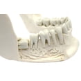 thumbnail image 3 of Wellden Medical Anatomical Lower Jaw with Extractable Teeth Model, 3 of 3