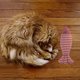 thumbnail image 4 of Juguete interactivo para gatos con forma de pez, almohada para tirar, atractivo juguete para limpiar los dientes. Rojo azufaifo, 4 of 8