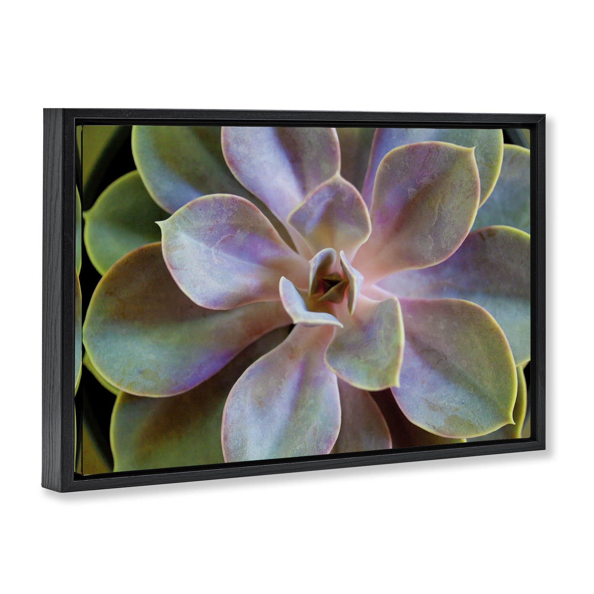 Stupell Industries Blooming Succulent Leaves Plants & Flowers Photography Black Floater Framed Canvas Art Print Wall Art, 25 x 17