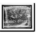 thumbnail image 2 of Historic Framed Print, Am. Forestry Ass'n, Old Oak in Tampa Bay Hotel grounds, Tampa, Fla., 17-7/8" x 21-7/8", 2 of 9