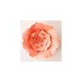 thumbnail image 1 of 2Pcs Handmade Giant Paper Rose Flower 20cm/7.87'' DIY Backdrop Wall Wedding Party Decor, 1 of 7