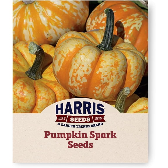 Harris Seeds Spark F1 Mini Pumpkin, Non-GMO Striped Decorative Variety, Treated, 25 Count