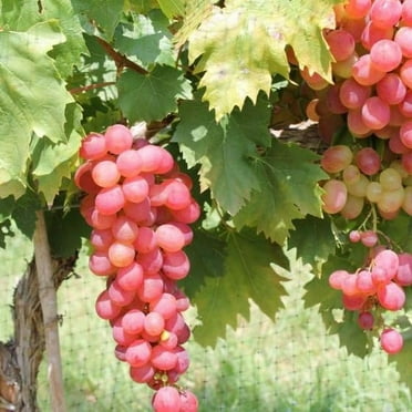 Pixies Gardens Victoria Red Grape 2 Gallon