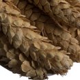 thumbnail image 3 of Vickerman Natural Botanicals 10" Strobus Extra Large, Bleached. Includes 10 pieces per unit, 3 of 6