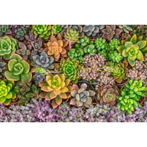 CZ Grain 50 Echeveria Succulent Plant Seeds