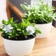 thumbnail image 3 of Maceta de Jardinería de riego automático DYNWAVEMX 17x11x11cm, 3 of 8