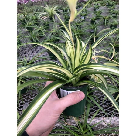 Hawaiin Spider Plant ~ Variegated Green and White ~ Live Large Plant for Home or Office