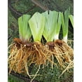 Bearded Iris Bulbs Iris Plants For Sale Iris Plants Growing In Pots bearded-iris-bulbs-iris-plants-for-sale-iris-plants-growing-in-pots