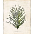 thumbnail image 2 of Carpentieri, Natalie 20x24 White Modern Wood Framed Museum Art Print Titled - Palm Botanical I, 2 of 4
