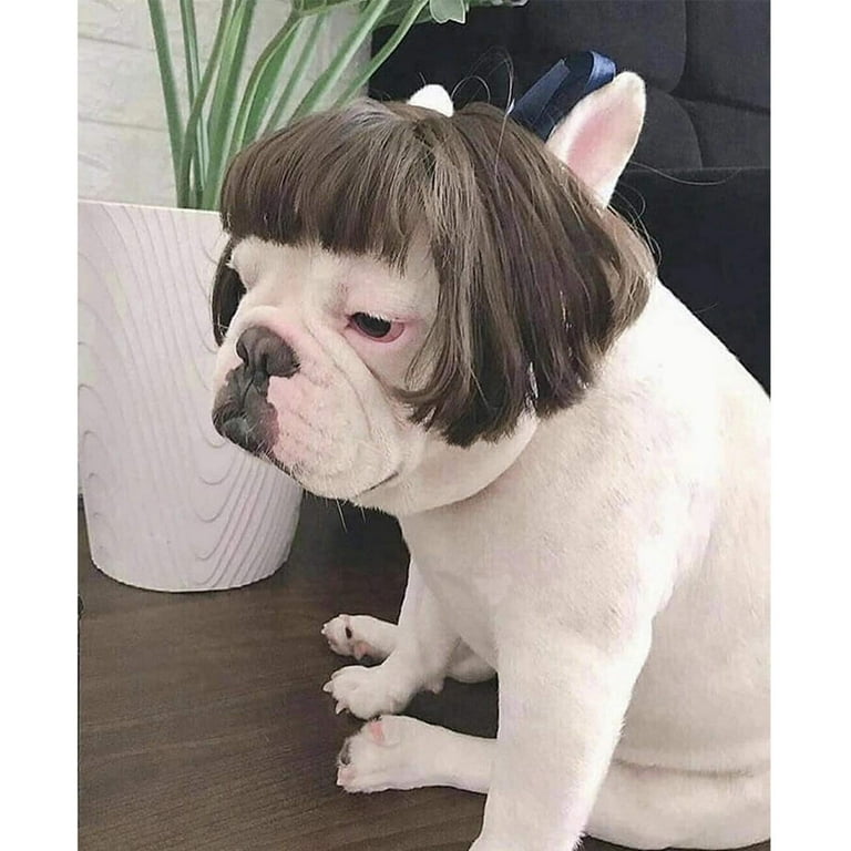 Pet accessories 2024