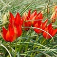 thumbnail image 3 of Sunny Garnet Tulip Mix Flower Bulbs - 15 Bulbs per Pack - Deer Resistant - Grows Well In Containers - Naturalizing - Perennializing - Easy to Grow Live Plants - Outdoor Garden, 3 of 6