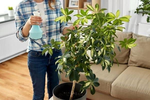 ⭐ Gardenera Labs Umbrella Plant Potting Mix - Premium Blend for Accelerated Growth, Strong Roots, and Beautiful Foliage - 4 QUART