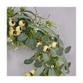 thumbnail image 4 of Corona de eucalipto, corona de hojas de eucalipto artificiales con bayas grandes, corona de vegetación primaveral/verano para puerta de entrada, 4 of 6