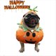 thumbnail image 2 of Disfraz de Calabaza de Halloween para Perros y Gatos, Disfraces de Cosplay para Mascotas, Trajes Cálidos para Cachorros, Ropa con Capucha para Animales de Otoño e Invierno M, 2 of 5