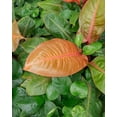 thumbnail image 3 of Prince of Orange Philodendron - Live Plant in a 4 Inch Pot - Philodendron Erubescens - Extremely Rare and Beautiful Indoor Houseplant - A Rare Tropical Masterpiece, 3 of 5