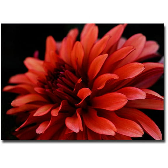Trademark Art "Red Dahlia" Canvas Art by Kurt Shaffer