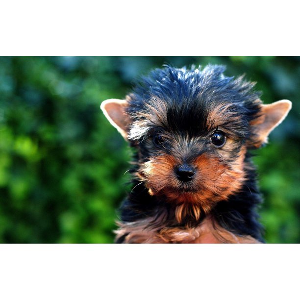 Peel N Stick Poster Of Yorkie Dog Black Brown Puppy Cute Canine Pet Poster 24x16 Adhesive Sticker Poster Print Walmart Com Walmart Com