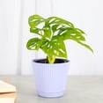 thumbnail image 4 of Live Swiss Cheese Plant, Monstera Adansonii Vine, Air Purifying 4 inch Diameter Live Plant Grown in USA, 4 of 9