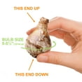 thumbnail image 4 of Garden State Bulb All-In-One Mixed Daffodil Flower Bulbs, 12/14cm (Bag of 250), 4 of 8