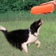 thumbnail image 5 of Paquete de 3 Frisbee para perros, Frisbee de caucho natural, Frisbee de juguete de caucho, Frisbee redondo de caucho no tóxico JM, 5 of 5