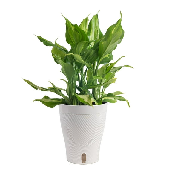 Costa Farms 10" Spathonema Aglaonema Live Plants in 5" Self-Watering Pot