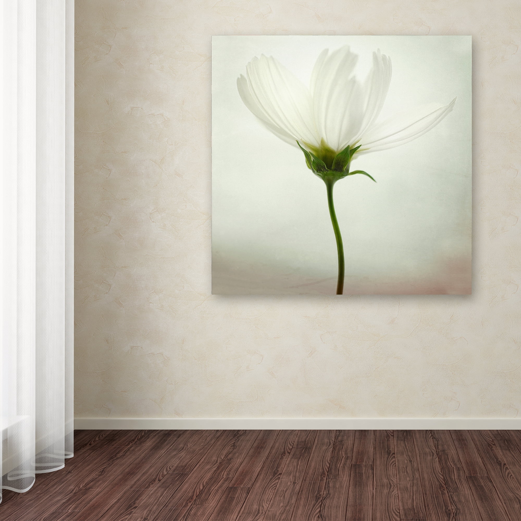 Trademark Fine Art 'White Cosmos' Canvas Art by Lotte Gronkjar