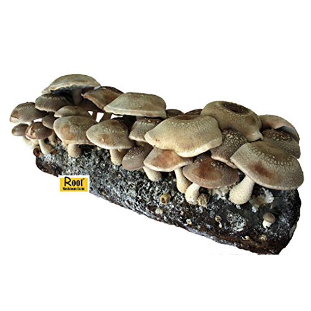 Root Mushroom Farm- Shiitake Mushroom Growing Kit-Starting Right Away ...