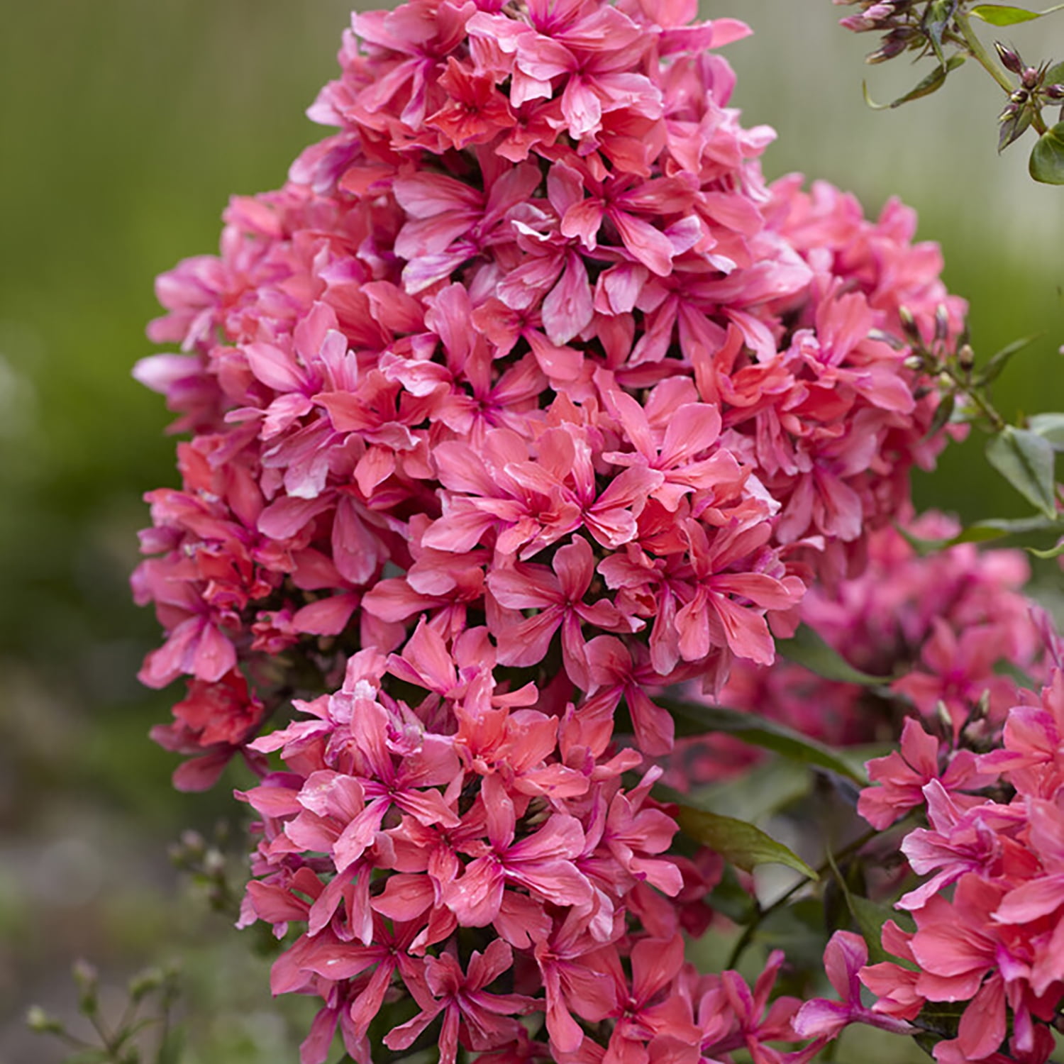 Van Zyverden Tall Phlox Paniculata Cleopatra Set of 9 Plant Roots Pink Partial Sun Fragrant 2 lb