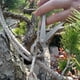thumbnail image 2 of Cortador de perilla ANGGREK Tijeras de jardín Acero inoxidable 180 mm, 2 of 8