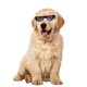 thumbnail image 4 of EeaseMX Gafas de sol decorativas para perros pequeños, protección UV, gafas para mascotas, 4 of 7