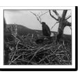thumbnail image 2 of Historic Framed Print, Two young eagles in nest, Lafayette National Park, Mt. Desert Island, Maine, 17-7/8" x 21-7/8", 2 of 9