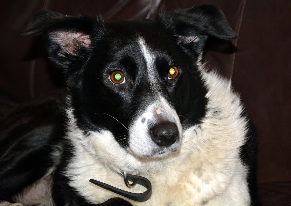 Behaved Sheep Dog Black And White20 Inch By 30 Inch Laminated Poster