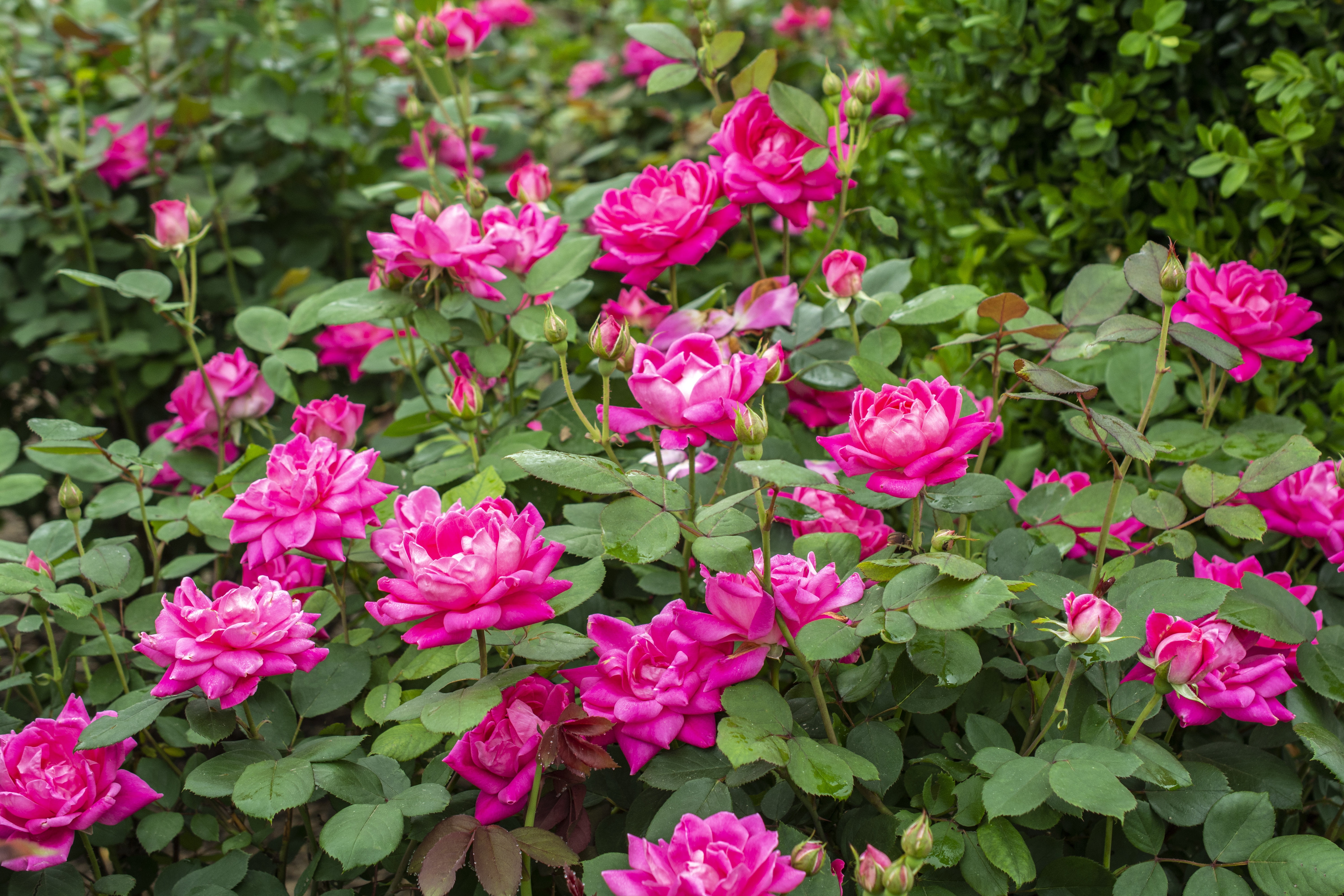Knock Out Roses Red Knock Out Rose 2 Gallon (Rosa) Cherry-Red, Hot Pink Single Flowers Are Disease Resistant Live Outdoor Plant