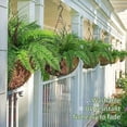 thumbnail image 3 of Artificial Fern Plants 2Pcs 19.7Inch Fake Boston Fern Faux Plastic Plant Outdoor UV Resistant Shrubs Greenery Bundles Outside Indoor Home Garden Office Balcony Party Porch Potted Hanging Decor, 3 of 9