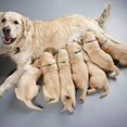 thumbnail image 3 of Puppy Collars For Litter With Id Tags Puppy Id Collars Whelping Puppy Collars Safety Buckle Soft, 3 of 3