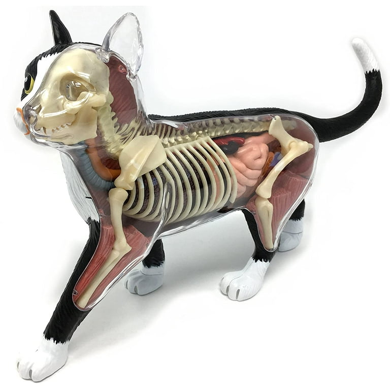 4D Vision Cat Anatomy Model - Walmart.com